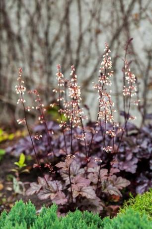 monivuotinen kasvi heuchera micrantha puutarhassa violetit lehdet ja kukkivat pienet kukat