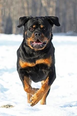 rottweiler - parhaat vartijakoirat