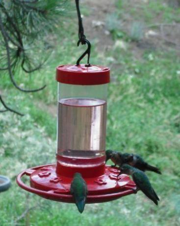 Ensimmäinen Nature Hummingbird -syöttölaite