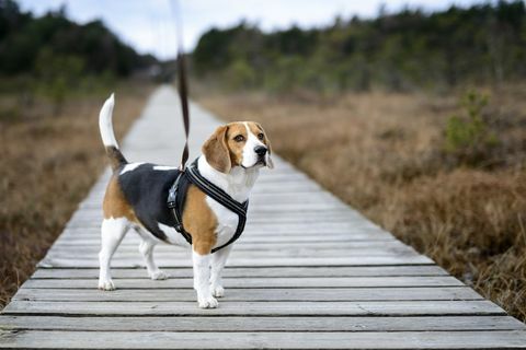 beagle rantatiellä