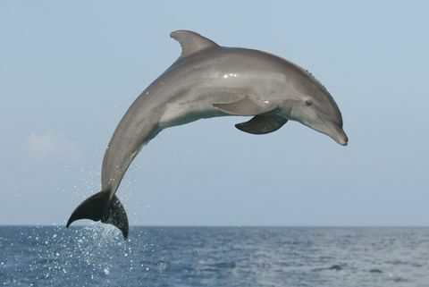 hyppivä delfiini