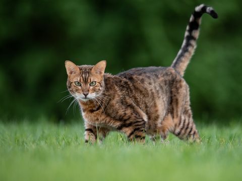 muotokuva kissa seisoo nurmettuneella kentällä