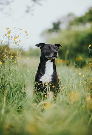 staffordshiren bullterrieri muotokuva