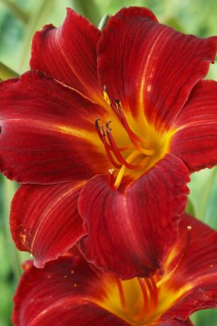 daylily