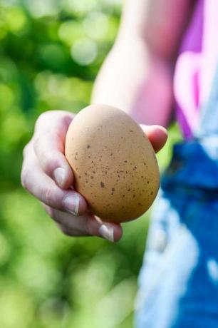 ruoka käsityöläiset hedelmätarhan maatilan luomumunat