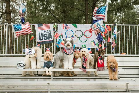 että doodle joukkue koirat olympialaiset valokuvaus