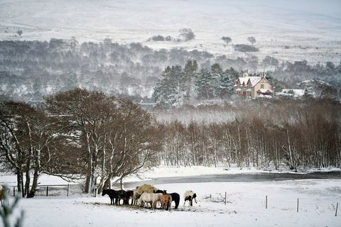 lumihevonen Skotlanti