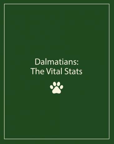 dalmatialaiset tilastot