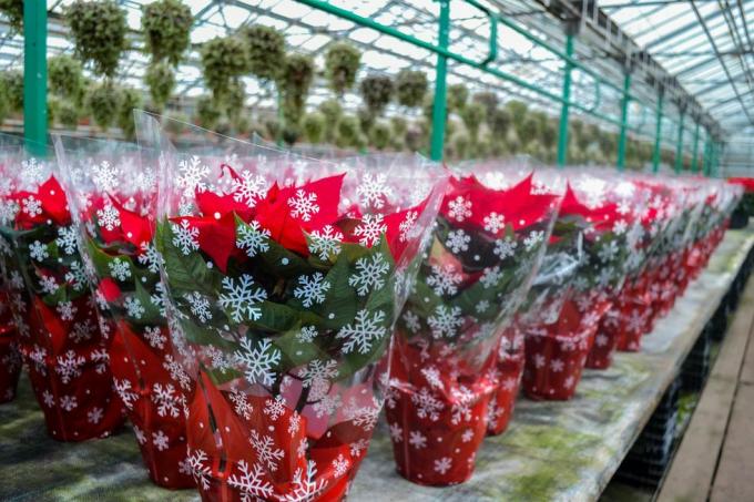 jouluale kirkkaan punaisia ​​joulutähti kukkia juhlapakkauksissa lumihiutaleilla valtava määrä kukkia ruukuissa on kasvihuoneessa lomavalmistelut, lahjat, koristeet