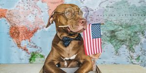 rakastettava, kaunis koira ja amerikkalainen lippu lähikuva, sisätiloissa