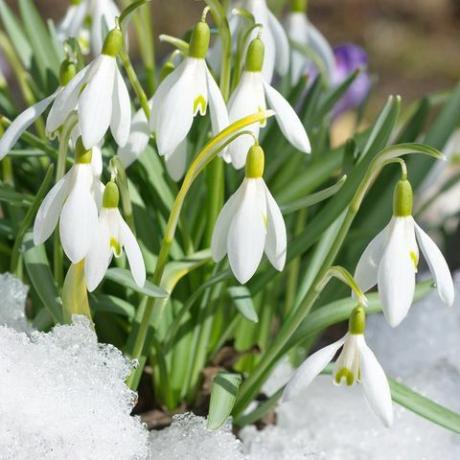 Galanthus woronowii lumikello