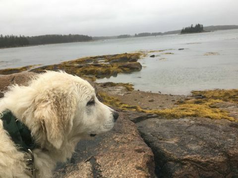 Olympia uudessa kodissaan Maineessa.