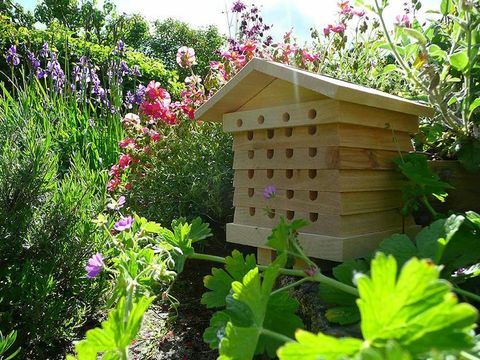Kuva Wildlife World Mehiläispesä