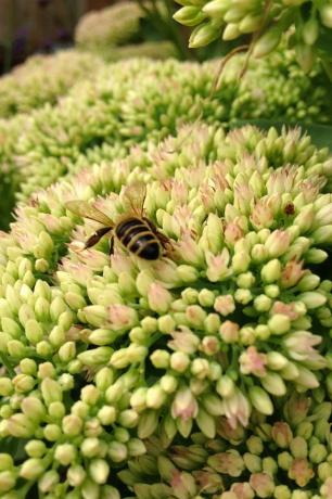 sedum on syksyn ilona tunnettu kivikukka, joka kukkii elo-marraskuun välisenä aikana Yhdistyneessä kuningaskunnassa ja joskus joka tunnetaan nimellä herbstfreude, sille on ominaista pienet vaaleanpunaiset kukat, jotka muuttuvat punaisen violetiksi myöhään syksyllä ja ovat houkuttelevia mehiläisiä