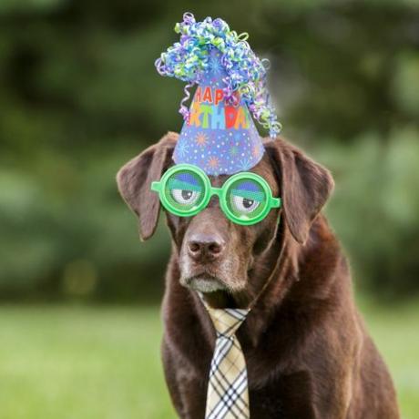 Suklaa Labrador yllään vihreä hauska lasit ja syntymäpäivä hattu