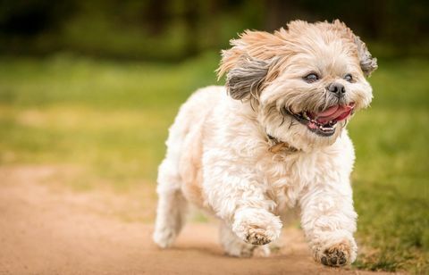 Lähikuva muotokuva Shih Tzu käynnissä