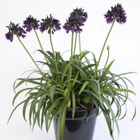 agapanthus 'Black Jack'rhs vuoden kasvi -kilpailu 2023