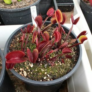 7 KAIKKI PUNAISET Venus Flytrap -siemenet