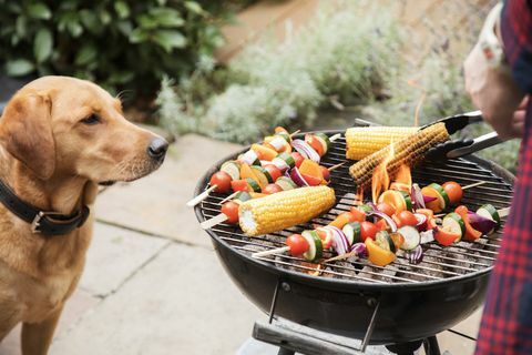 labradorinkoira näyttää kiinnostuneena ruoasta grillillä