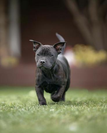 staffordshiren bullterrierit