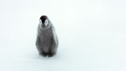 Dynasties pingviinit poikasten kuva