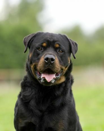 rottweiler-koiran muotokuva, jossa on tilaa kopiolle