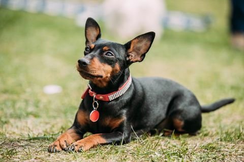 musta miniatyyri pinseri zwergpinscher, pieni pinseri istuu vihreällä ruoholla