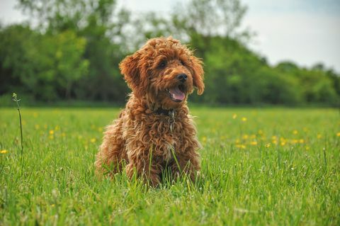 inkivääri cockapoo pentu pellolla