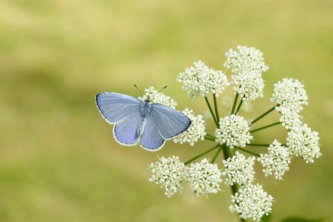 Holly Blue_Iain H Leach, perhonen suojelu