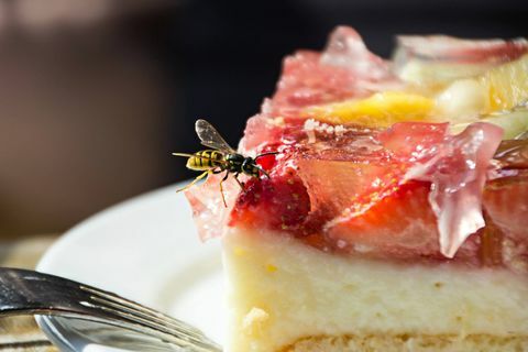 Lähikuva ampiaisesta ruokaa tarjoillaan lautaselle