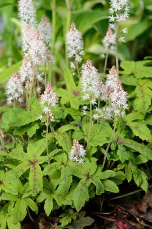 vaahtokukka tiarella on monivuotinen kukka, joka kasvaa varjoisilla alueilla