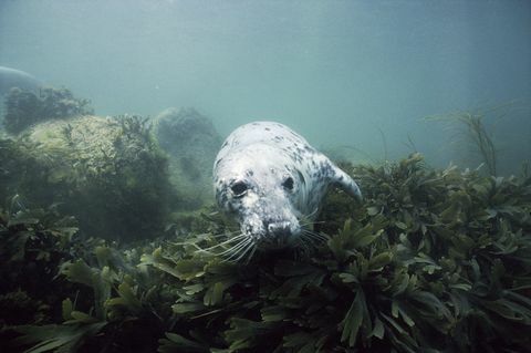 lundy island seal