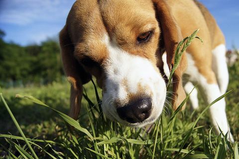 Beagle syö ruohoa