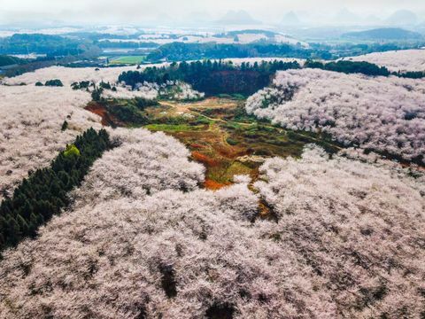 Kirsikkapuut Pingban tilalla Guiyangissa, Guizhoun maakunnassa Kiinassa