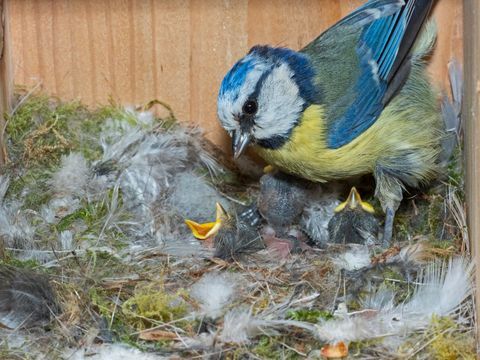 sinitiainen, cyanistes caeruleus, ruokkii nälkäisiä poikasia pesälaatikossa, norfolk uk kuva: david tiplingeducation imagesuniversal images group via Getty Images