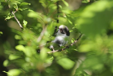 pitkät pyrstöt titit aegithalos caudatus, nuorten jäljellä piilotettu pensasaita, bedfordshire, voi