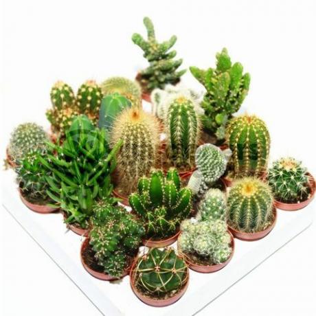 Cactus Mix - 10 kasvilajia, jotka ovat muodostaneet puutarhurit Dream
