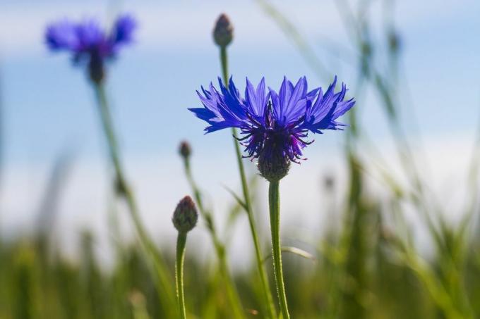 cornflowers