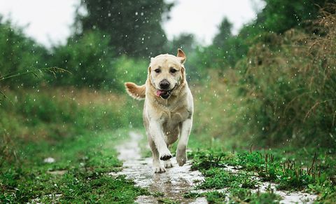 hauska koira leikkimässä sadepisaroiden alla maaseudulla