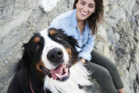 onnellinen bernese-vuoristokoira katsot kameraa, omistaja hymyilee vierellään