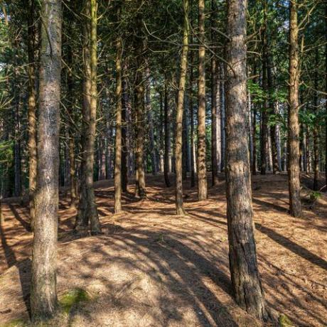 metsää formbyssä merseysidessa aurinkoisena kesäiltana