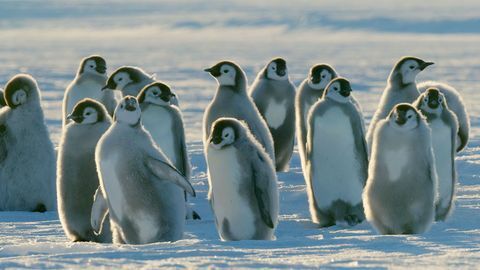 Dynasties pingviinit poikasten kuva