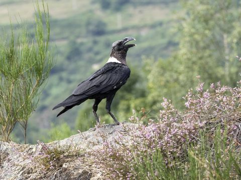 Valkokaulainen korppi (Corvus albicollis), kyydissä