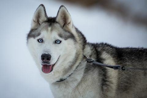 siperianhusky