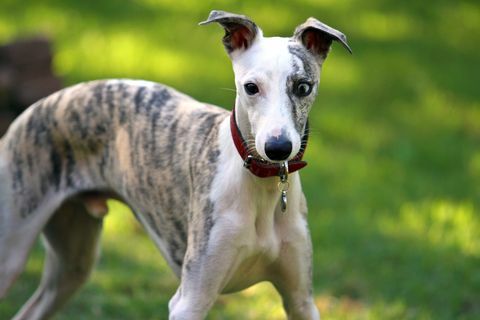 whippet-koira