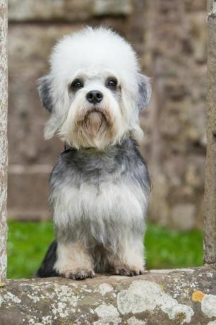 dandie dinmont terrieri