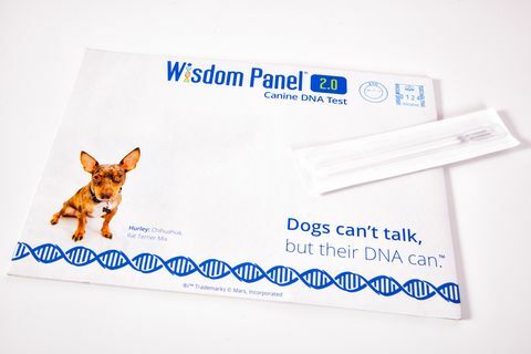 Viisauspaneelin koiran DNA-pakkaus, RRP £ 75