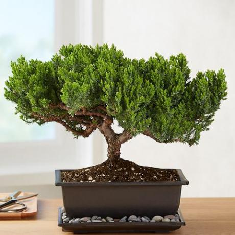 kataja bonsai1822 40004 101067 101521 101672 verkkopäivitys 157145 157822
