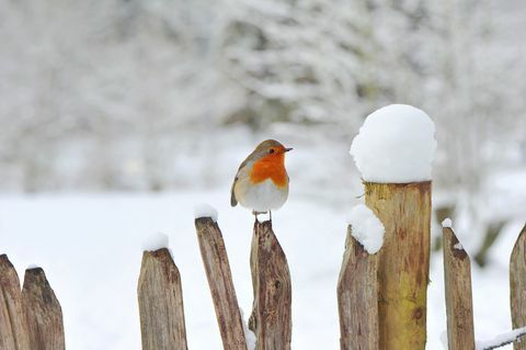 Eurooppalainen Robin, Erithacus rubecula tai Robin Red rinta lepää puisessa aidassa lumessa