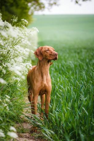 unkarilainen vizsla